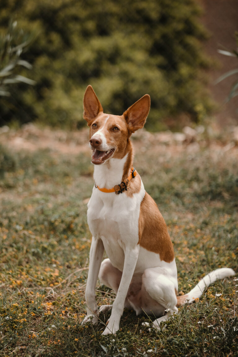 podenco